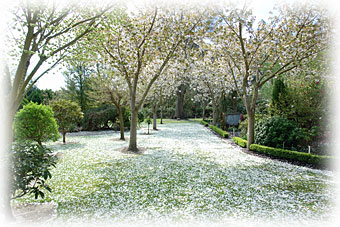 blossoms